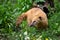 Cute coati Nasua, wild animal looking like raccoon