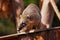 Cute coati wild animal closeup