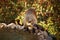 Cute coati wild animal closeup