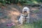 Cute cockapoo dog in the woods.