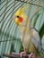 Cute Cockatiel Bird Sitting on Branch in a Cage