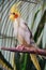 Cute Cockatiel Bird Sitting on Branch in a Cage