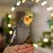 Cute cockatiel.Home pet parrot.Funny parrot.funny bird