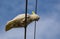 Cute cockatoo bird on the powerline with blue sky at the background.