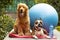 cute cocker spaniel and boston terrier ready for pilates lesson, fitness concept photography, dogs as people