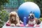 cute cocker spaniel and Boston terrier ready for pilates lesson, fitness concept photography, dogs as people