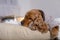 Cute Cocker Spaniel dog in knitted sweater lying on pillow at home.