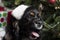 A cute Cocker Spaniel in front of a christmas tree with a santa