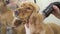 Cute cocker spaniel keep calm during drying his fur