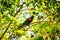 Cute Coconut lorikeet on a tree branch