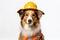 Cute collie breed dog in a bright yellow construction helmet