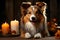 Cute collie dog lying on the wooden floor with holiday candles and red berries and leaves