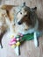 Cute collie dog with tulips