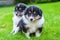 Cute Collie puppies