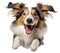 Cute collie puppy jumping. Playful dog cut out at background