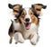 Cute collie puppy jumping. Playful dog cut out at background