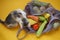 Cute colored kitten,gray bag string bag with vegetables,zucchini,bell peppers,carrots,beets,onions yellow background.Harvest from