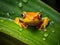 Cute colorful frog peeking over a leaf