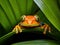 Cute colorful frog peeking over a leaf