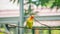 Cute and colorful lovebird perching on the branch