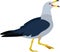 Cute colorful seagull vector