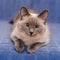 Cute colorpoint blue-eyed cat lying and looking at camera