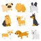 Cute coloured dogs breeds amazing vector dog. Vector illustration of funny cartoon different breeds dogs in trendy flat style