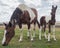 Cute colt, baby horse, in pasture