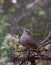 A cute Columbidae Or the European turtle doves sitting calmly in a nice soft blurry background.