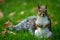 Cute Common Brown Squirrel Close-up