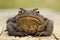 Cute common brown toad looking at the camera