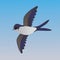 Cute common flying  house martin