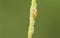 A cute Common Froghopper Philaenus spumarius also called spittlebug or cuckoo spit insect on the stem of a plant with its spittl