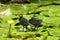 Cute common moorhen chicks, gallinula chloropus