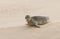 A cute Common Seal Phoca vitulina resting on a sandbank in Scotland when the tide was out.