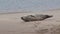 A cute Common Seal pup, Phoca vitulina, lying on a sandbank at low tide in Scotland.