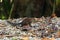 Cute common Tree Shrew walking on forest ground at Fraserâ€™s hill, Malaysia, Asia