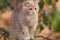 Cute confused cat on tree branch , funny animals, kitten walking outdoors