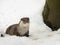 Cute Congo clawless otter (Aonyx congicus) sitting in the snow