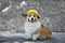 Cute construction dog corgi in a yellow hard hat sits on the repair site against the background of a pile of rubble