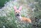 Cute contented puppy dog red Corgi in festive Easter pink rabbit ears sits on meadow surrounded by white chamomile flowers on a