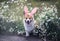 Cute contented puppy dog red Corgi in festive Easter pink rabbit ears sits on meadow surrounded by white chamomile flowers on a
