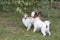 Cute continental toy spaniel puppy and chihuahua puppy are playing on a green grass in the summer park. Pet animals.