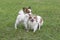 Cute continental toy spaniel puppy and chihuahua puppy are standing on a green grass in the summer park. Pet animals.
