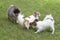 Cute continental toy spaniel puppy, pomeranian spitz puppy and chihuahua puppy are playing on a green grass in the