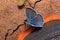 Cute copper-butterfly and disturbed land. Concept of nature conservation.