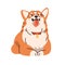 Cute Corgi breed dog. Obedient canine animal, pup. Purebred funny puppy lying and waiting with obedience. Adorable