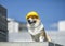 Cute corgi construction dog in yellow hard hat sits on the repair site against the background of buildings and blue sky