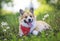 cute Corgi dog puppy lies on a blooming meadow with white fluffy dandelions with their tongues hanging out