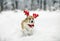 cute a corgi dog puppy in red reindeer Christmas horns stands in a white snowdrift in a winter park